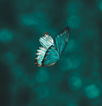 The Butterfly Effect